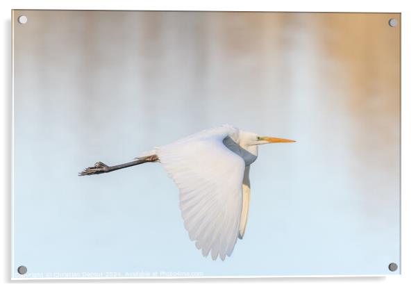 Great egret (Ardea alba) in flight in the sky. Acrylic by Christian Decout