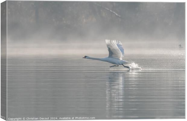 Mute swan (Cygnus olor) on takeoff on the water of a lake Canvas Print by Christian Decout
