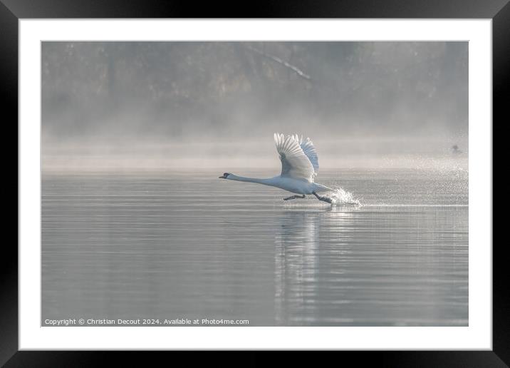 Mute swan (Cygnus olor) on takeoff on the water of a lake Framed Mounted Print by Christian Decout