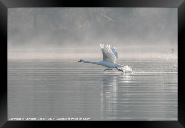 Mute swan (Cygnus olor) on takeoff on the water of a lake Framed Print by Christian Decout