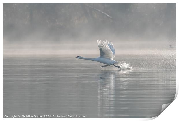 Mute swan (Cygnus olor) on takeoff on the water of a lake Print by Christian Decout