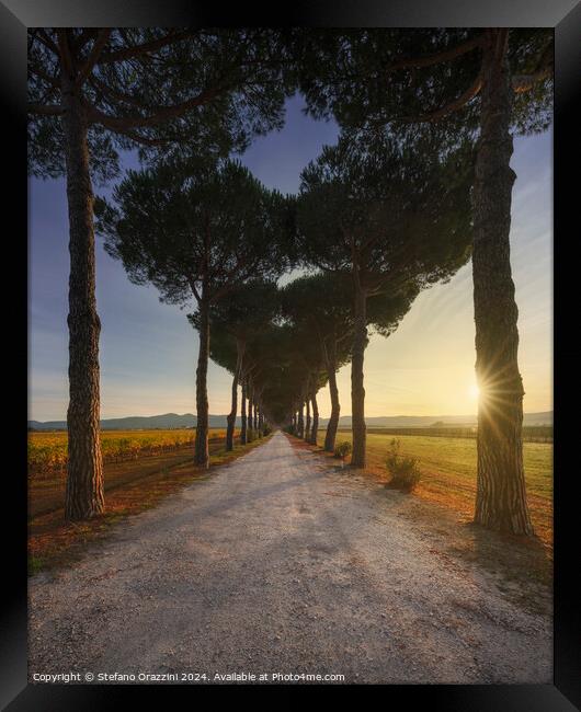 Bolgheri pine tree lined road and vineyards at sunrise. Tuscany Framed Print by Stefano Orazzini
