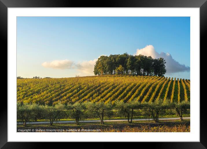 Trees on a hill above a vineyard. Chianti, Tuscany Framed Mounted Print by Stefano Orazzini