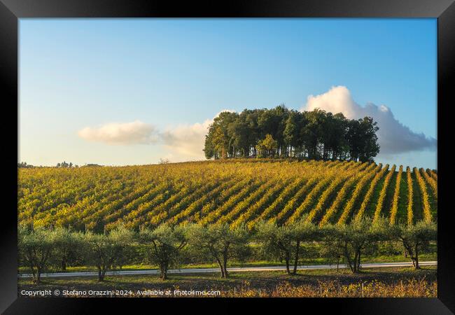 Trees on a hill above a vineyard. Chianti, Tuscany Framed Print by Stefano Orazzini