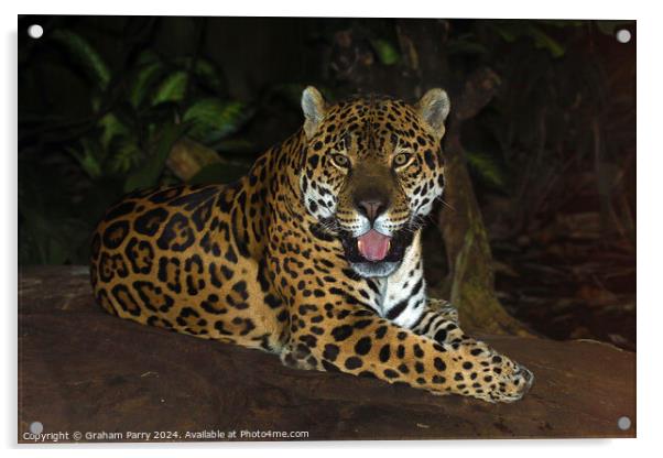 Parked Jaguar Acrylic by Graham Parry