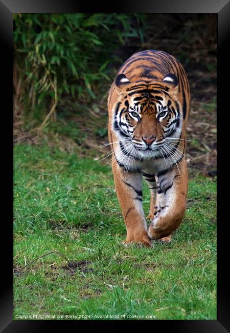 Storking Tiger Framed Print by Graham Parry