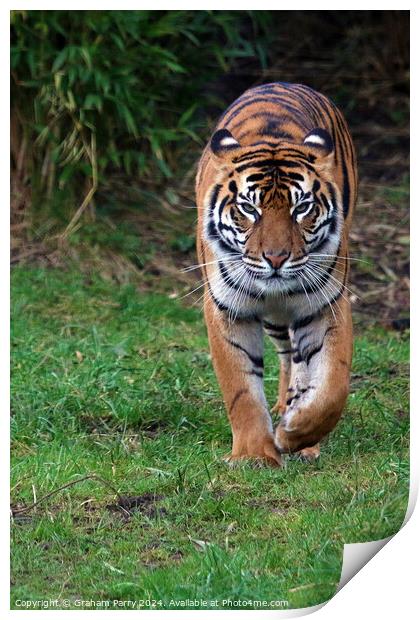 Storking Tiger Print by Graham Parry