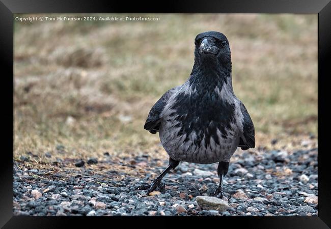 Black Hooded Crow Framed Print by Tom McPherson