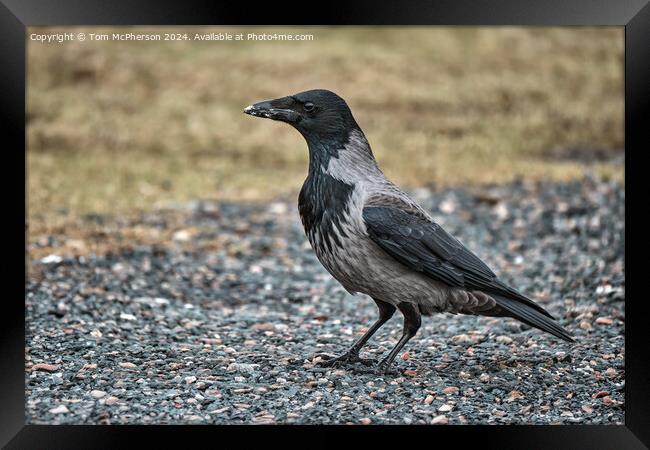 Hooded Crow Framed Print by Tom McPherson