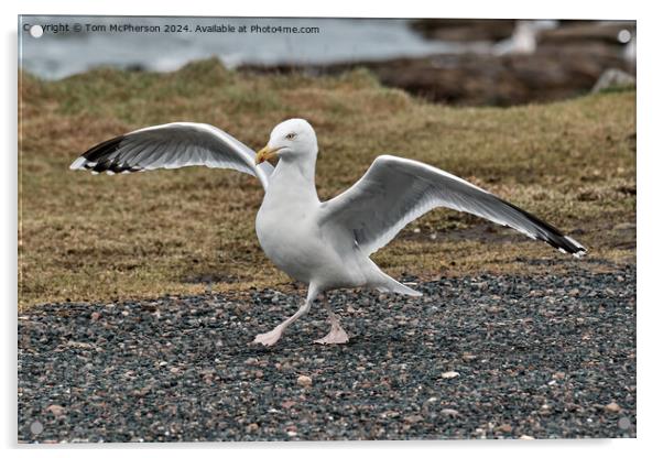 Herring Gull Dance Acrylic by Tom McPherson