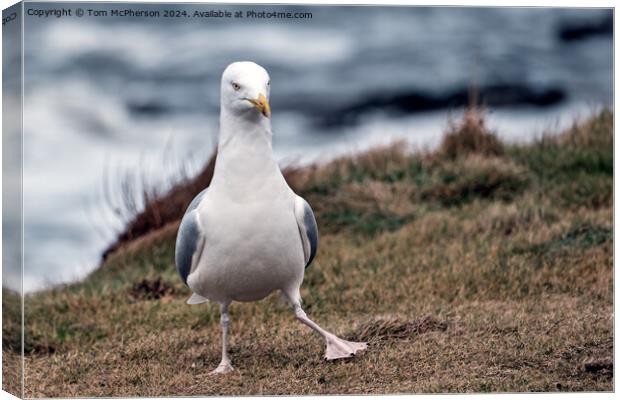 European Herring Gull Canvas Print by Tom McPherson