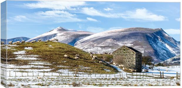 Outdoor mountain Lake District Fells with sheep and Skiddaw in the background Canvas Print by Julian Carnell