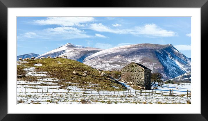Outdoor mountain Lake District Fells with sheep and Skiddaw in the background Framed Mounted Print by Julian Carnell