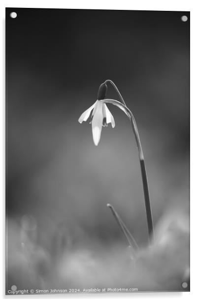 Snowdrop monochrome  Acrylic by Simon Johnson