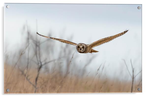 Others Short-eared Owl Acrylic by Brett Pearson