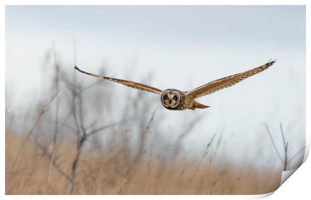 Others Short-eared Owl Print by Brett Pearson