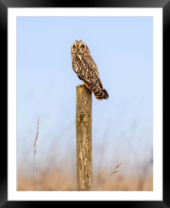 Short-eared Owl Framed Mounted Print by Brett Pearson