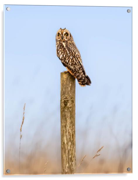 Short-eared Owl Acrylic by Brett Pearson