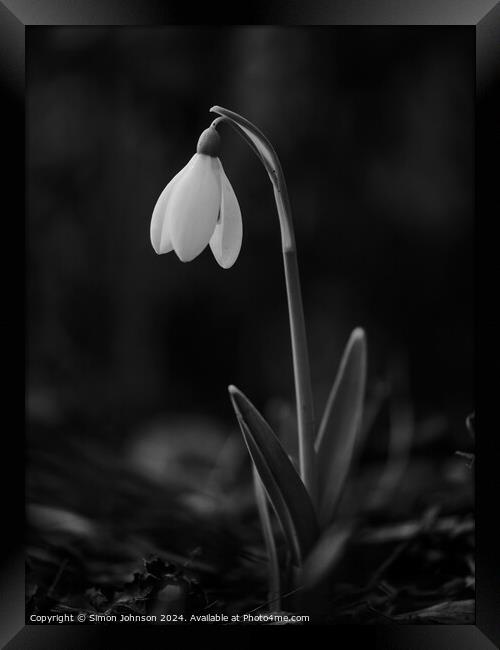  Snowdrop flower monochrome  Framed Print by Simon Johnson
