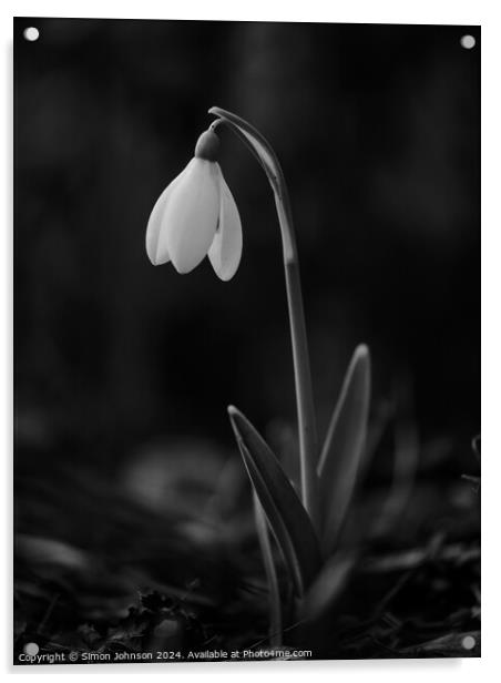  Snowdrop flower monochrome  Acrylic by Simon Johnson