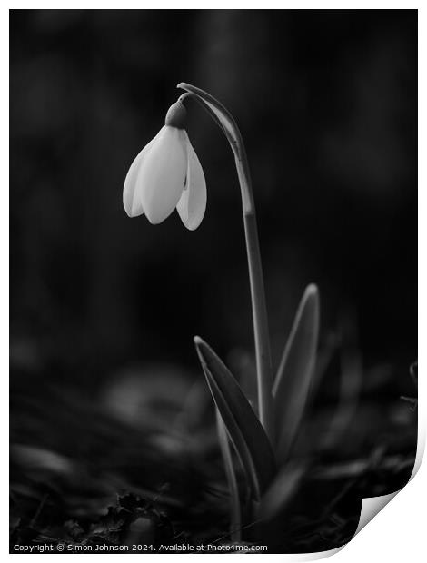  Snowdrop flower monochrome  Print by Simon Johnson