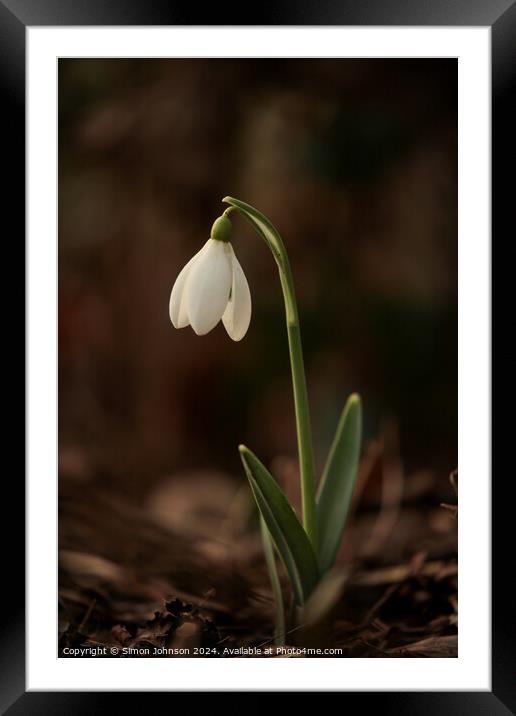 Snowdrop flower Framed Mounted Print by Simon Johnson