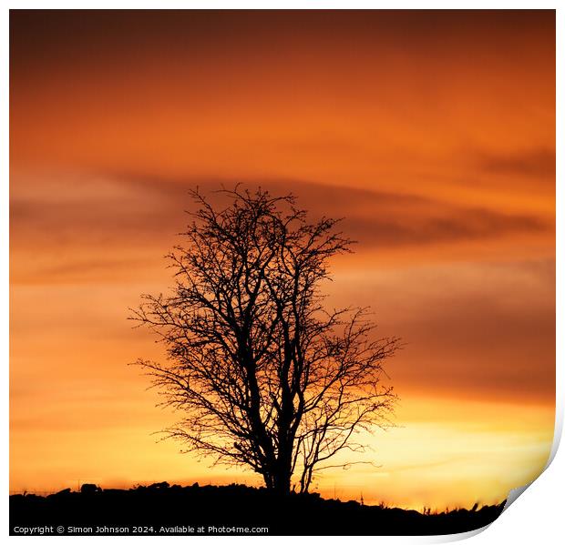 Tree silhouette  at Sunset Print by Simon Johnson