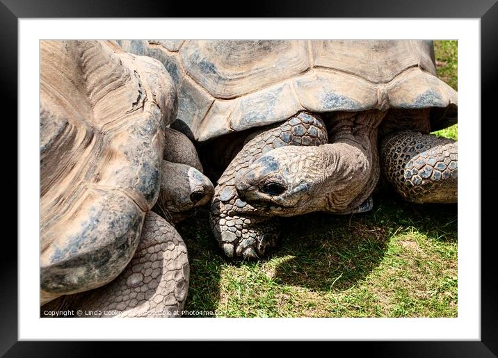 Giant tortoises Framed Mounted Print by Linda Cooke