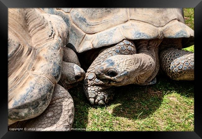 Giant tortoises Framed Print by Linda Cooke