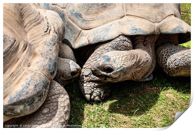 Giant tortoises Print by Linda Cooke