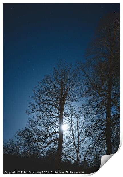 Bare Trees In Winter Illuminated By Moonlight Print by Peter Greenway