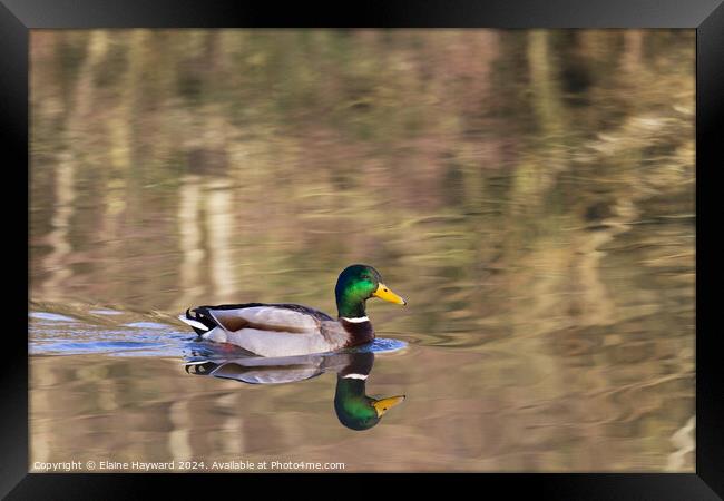 Mallard duck reflections Framed Print by Elaine Hayward