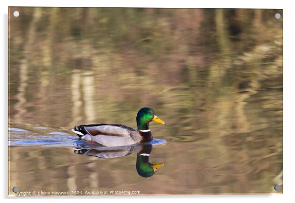 Mallard duck reflections Acrylic by Elaine Hayward