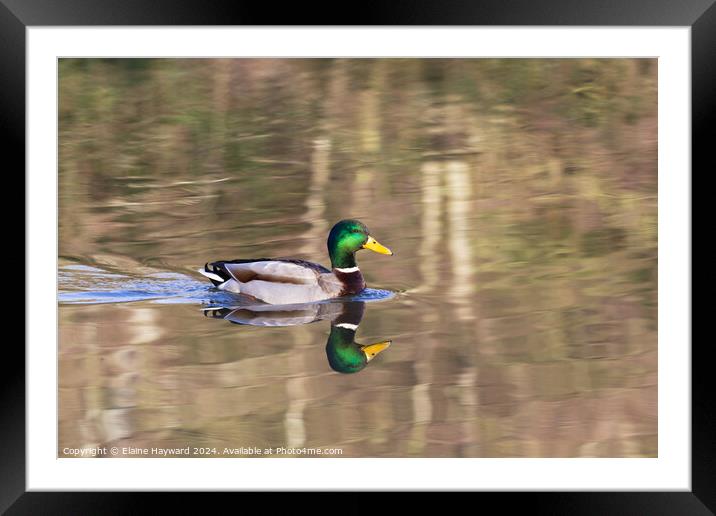 Mallard duck on water Framed Mounted Print by Elaine Hayward