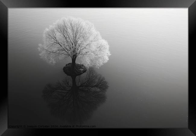 Artistic work, a tree in infrared, solitary in a strange perspective. Framed Print by Joaquin Corbalan