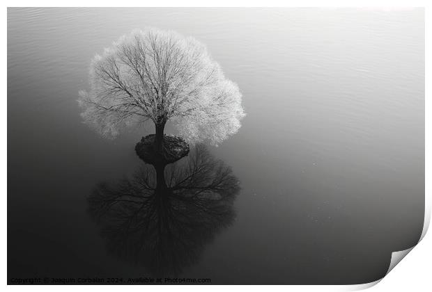 Artistic work, a tree in infrared, solitary in a strange perspective. Print by Joaquin Corbalan