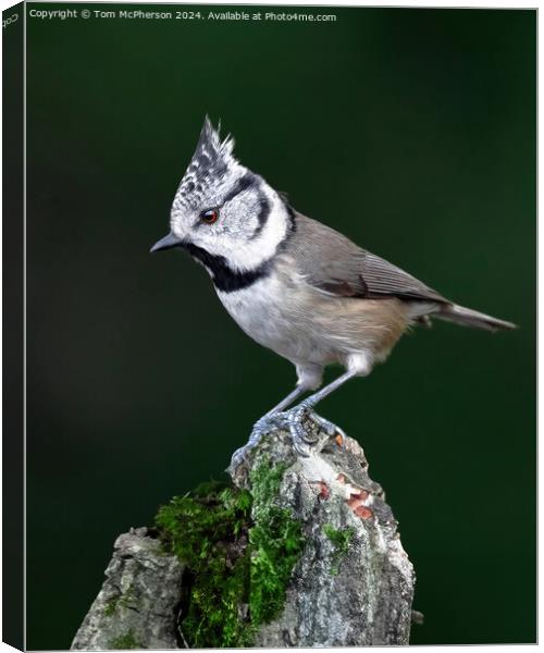 European crested tit Canvas Print by Tom McPherson