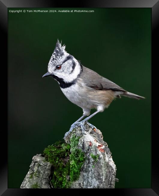 European crested tit Framed Print by Tom McPherson