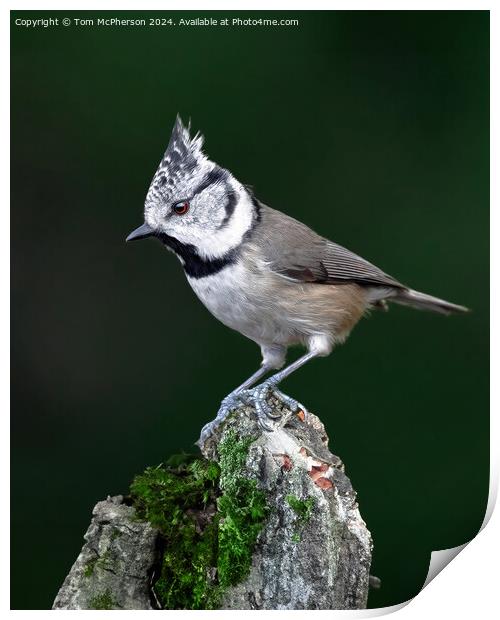 European crested tit Print by Tom McPherson