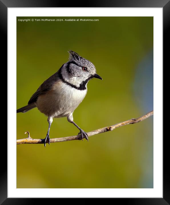 European crested tit Framed Mounted Print by Tom McPherson
