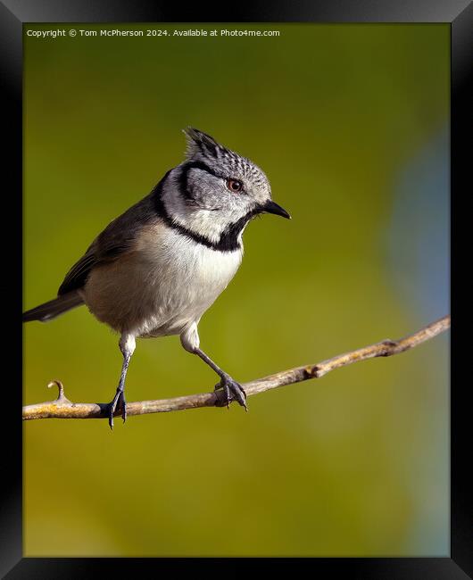 European crested tit Framed Print by Tom McPherson