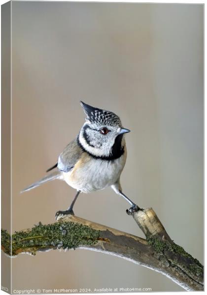Crested Tit Canvas Print by Tom McPherson