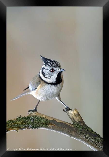 Crested Tit Framed Print by Tom McPherson
