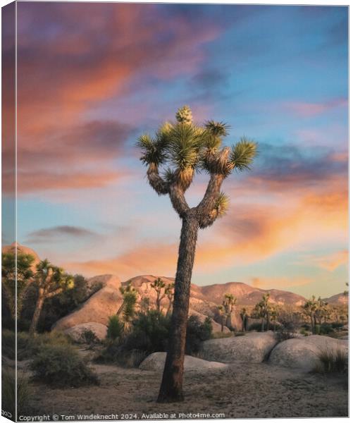 Joshua Tree at Sunset Canvas Print by Tom Windeknecht