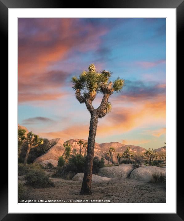 Joshua Tree at Sunset Framed Mounted Print by Tom Windeknecht