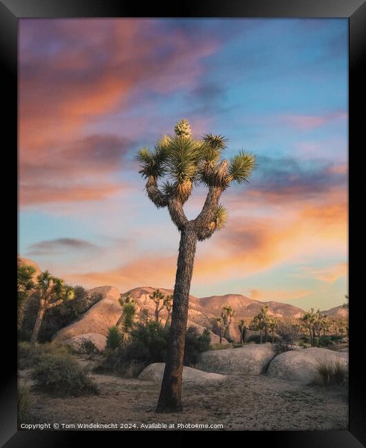 Joshua Tree at Sunset Framed Print by Tom Windeknecht