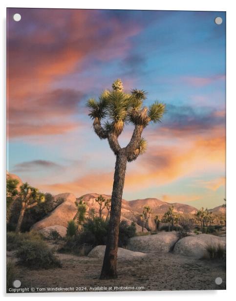 Joshua Tree at Sunset Acrylic by Tom Windeknecht