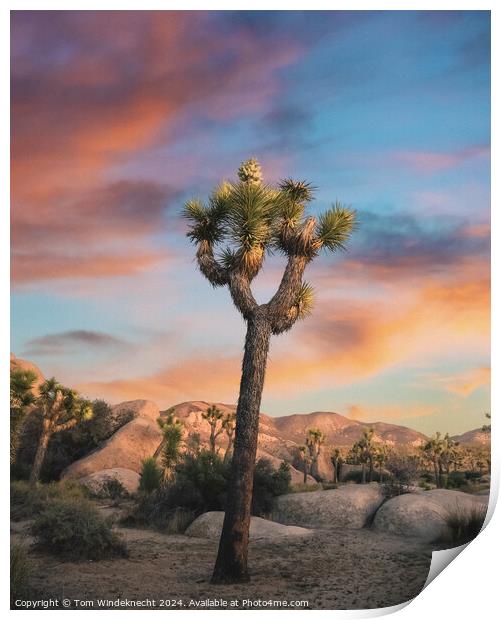 Joshua Tree at Sunset Print by Tom Windeknecht