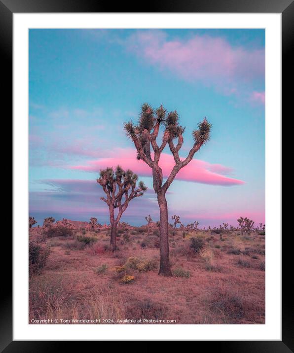 Dreamy Pastel Sunset in Joshua Tree Framed Mounted Print by Tom Windeknecht