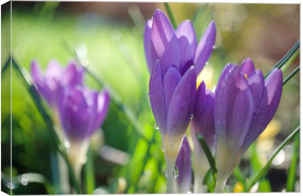 Spring Crocuses Canvas Print by Alison Chambers